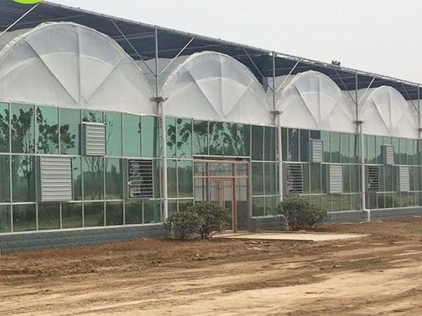 连栋双拱双膜温室